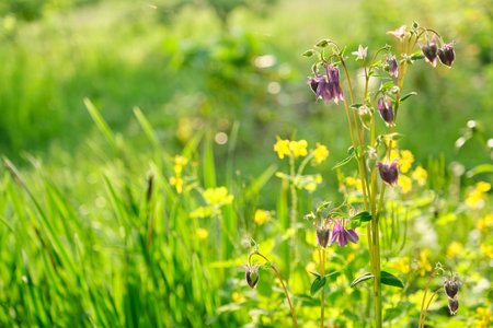 Blue violet bluebell flower aquilegia, columbine, catchment. Green grass in the meadow, spring texture backgroundの写真素材
