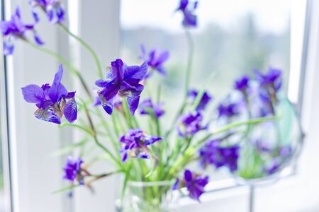 Close up of beautiful blue purple irises in a vase on the window.の写真素材