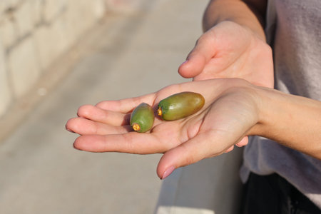 Green date palm fruits in hand.
