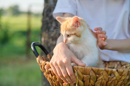 Little ginger kitten sitting in basket, on hands of little child girl. Nature in garden, sunny...