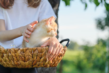 Little ginger kitten sitting in basket, on hands of little child girl. Nature in garden, sunny spring summer day, rustic style, copy spaceの写真素材