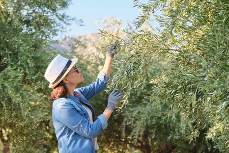 Woman working in the olive garden, mountain background, sunny autumn dayの写真素材