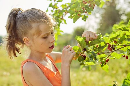 Girl with pleasure eating delicious sweet ripe berries from mulberry tree. Summer season in garden, natural organic berries, rich in vitamins, healthy foodの写真素材