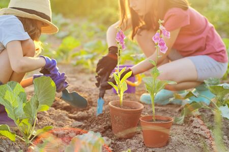 Flowering plant in pot, children two girls with garden shovels bucket planting flower in ground out of focusの写真素材