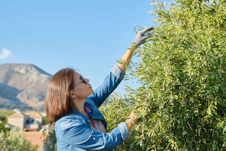 Woman in an olive grove, autumn sunny day in mountain Mediterranean landscape, unripe olive cropの写真素材