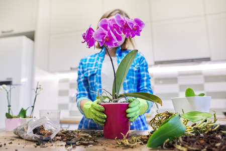 Woman caring for plant Phalaenopsis orchid, cutting roots, changing soil, background kitchen interiorの写真素材