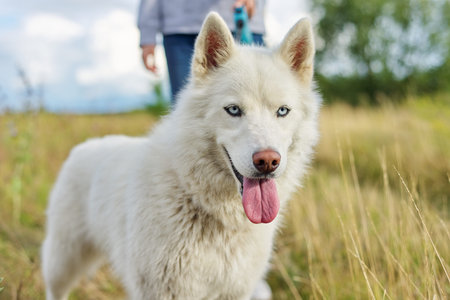 Closeup young white female husky dog with tongue blue eyes on walk, summer meadow nature background,...
