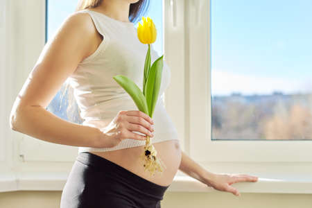 Portrait of pregnant woman with one yellow tulip flower. Spring sunny day, female in home interior near window, copy spaceの写真素材