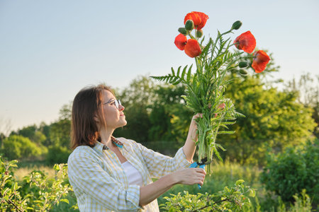 Woman gardener cutting red flowers poppies with garden secateurs, sunny day in spring garden, happy...