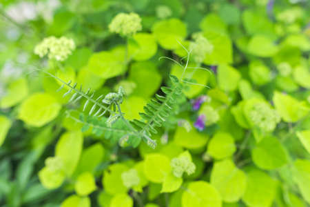 Floral green background, texture, bush with buds of hydrangea flowers in the gardenの写真素材