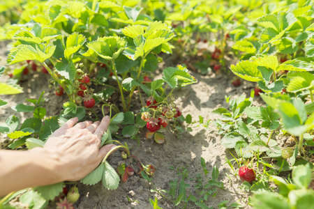 Home garden strawberries, bushes with berries. The cultivation of organic food, hobbiesの写真素材