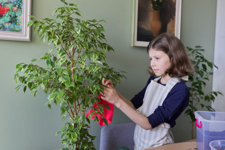 Girl caring for houseplant, child wipes dust from ficus leaves. Care, hobby, house plant, potted...