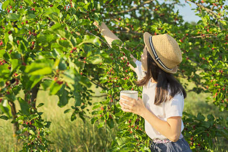 Girl child tearing from tree harvest of mulberries in mug in home garden, copy space. Childhood, healthy food, nature, summer, vacation conceptの写真素材