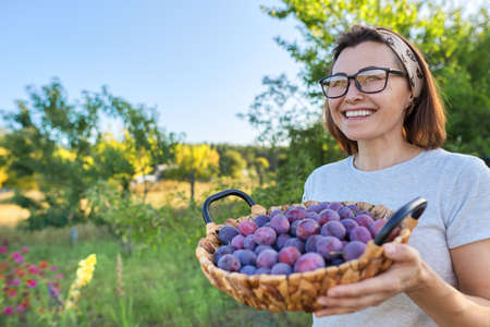 Woman in the garden with basket of plums. Harvest of fresh plucked fruits, ripe blue plums. Hobbies, gardening, growing organic fruits in home garden, healthy natural foodの写真素材