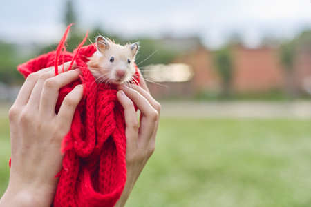 Golden beige fluffy Syrian hamster on red knitted in hands of girl, green lawn background, copy spaceの写真素材