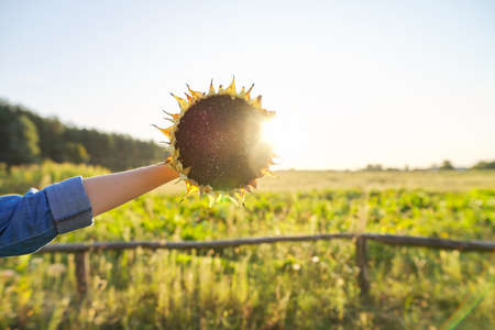 Sunflower plant ripe circle with black seeds in hand. Natural landscape, sunset, golden hour. Agriculture, harvest, nature, autumn, sky copy spaceの写真素材