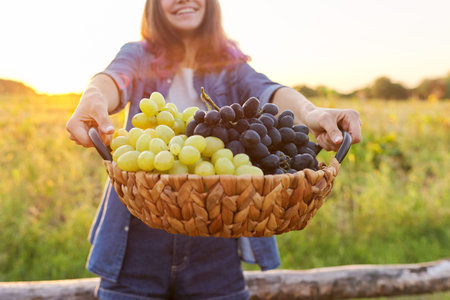 Close-up basket with green and blue grapes in hands of young woman, beautiful rustic sunset...