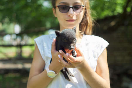 Girl child holding in hands of black newborn baby piglet. Farm, agriculture, country, pets, children conceptの写真素材
