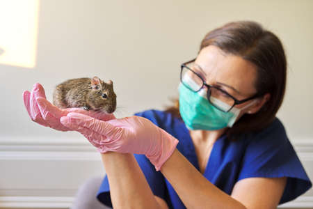 Rodent Chilean degu squirrel examined by doctor veterinarian, diagnosis and treatment of petsの写真素材