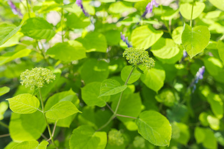 Floral green background, texture, bush with buds of hydrangea flowers in the garden
