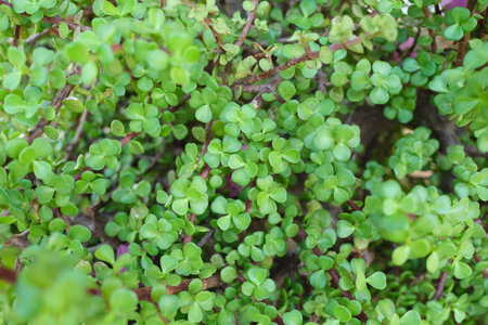 Green floral background, closeup texture. Decorative bush succulent Portulacaria afra for...