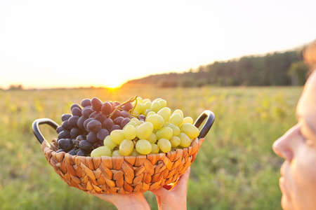 Basket with harvest of green and blue grapes close-up, beautiful sunset nature background. Autumn, agriculture, vineyard, harvesting, healthy organic natural foodの写真素材