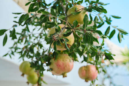 Pests on pomegranate tree, closeup branch with fruits.の写真素材