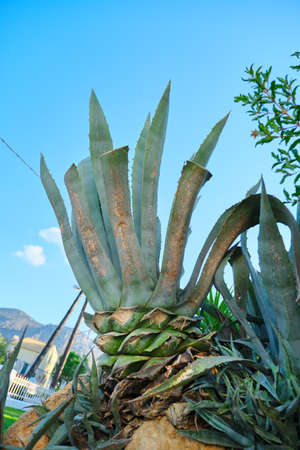Agave americana marginata plant close-up in the garden, landscaping the gardenの写真素材