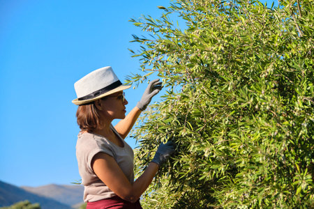 Adult woman holds in her hand branch with an olive tree, copy space, background olive grove in...