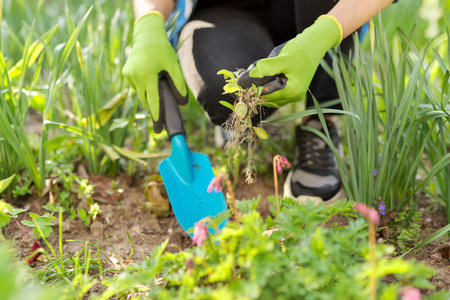 Working with soil and flowers in your backyard garden in spring. Hands of female in gloves with shoulder blade cultivating weeds caring for blooming spring flowers Dicenter broken heartの写真素材