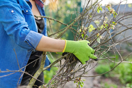 Spring pruning of trees and bushes in the garden. Woman gardener in gloves with dry branches of bushes and fruit trees. Hobby, gardening, farm conceptの写真素材