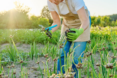 Woman in vegetable garden with bunk green onion crop. Hobbies, farming, horticulture, cultivation, harvestingの写真素材