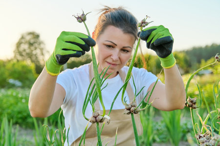 Woman in vegetable garden with bunk green onion crop. Hobbies, farming, horticulture, cultivation, harvestingの写真素材