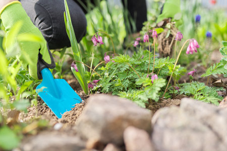 Working with soil and flowers in your backyard garden in spring. Hands of female in gloves with shoulder blade cultivating weeds caring for blooming spring flowers Dicenter broken heartの写真素材
