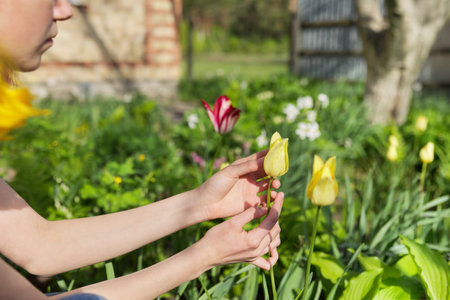 Green spring background, woman hand with tulips flowers in spring garden.の写真素材