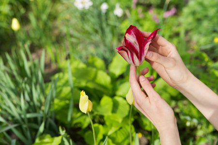 Green spring background, woman hand with tulips flowers in spring garden.の写真素材