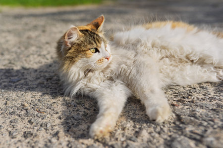 Rural fluffy tricolor mongrel cat lies resting basking in the sun.の写真素材