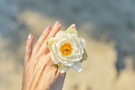 White Nymphaea water lily in womans hand close-up, river sand water sunny shiny drops background, copy spaceの写真素材