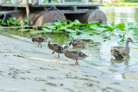 Family of wild ducks swimming in water, nature, spring season.の写真素材