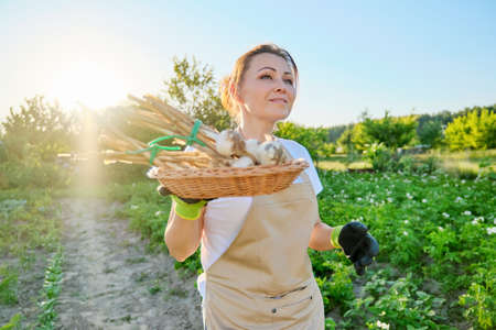 Woman farmer with basket with fresh garlic harvest, summer vegetable garden background, farm farming, growing healthy organic natural foodの写真素材