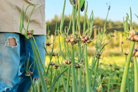 Woman in vegetable garden with bunk green onion crop. Hobbies, farming, horticulture, cultivation, harvestingの写真素材
