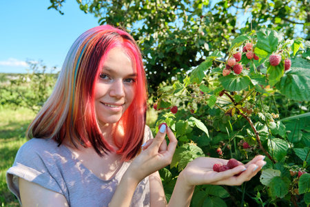 Young woman teenager picking ripe red raspberries from bush, healthy organic natural food, summer...