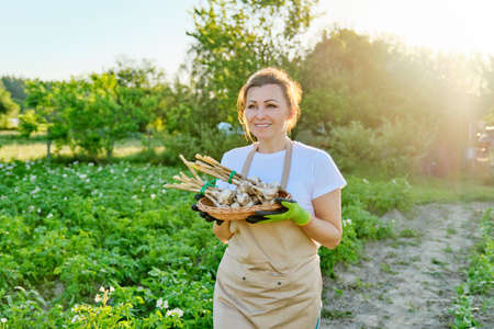 Woman farmer with basket with fresh garlic harvest, summer vegetable garden background, farm farming, growing healthy organic natural foodの写真素材