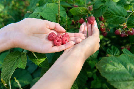 Hands of woman picking ripe raspberries in summer garden. Harvest healthy berries, growing tasty organic vitamins, healthy food, agriculture, garden hobby leisure conceptの写真素材