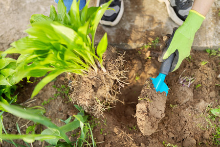 Close-up of spring dividing and planting bush of hosta plant in ground, hands of gardener in gloves...