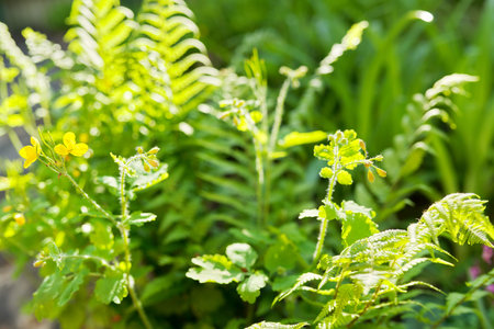 Spring natural background, green meadow herbs and blooming garden flowers in sunlight.