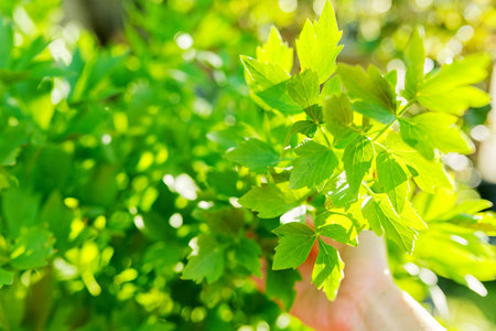 Lovage plant, close up of hand with spring leaves on bush, spicy food, leafy green vegetables, gardening, herbs in the gardenの写真素材