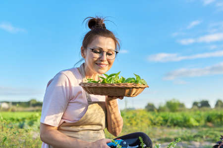 Smiling mature woman in apron with fresh spicy herbs, harvest basil, summer vegetable garden background. Growing natural organic herbs, garden hobby and leisure, healthy food conceptの写真素材