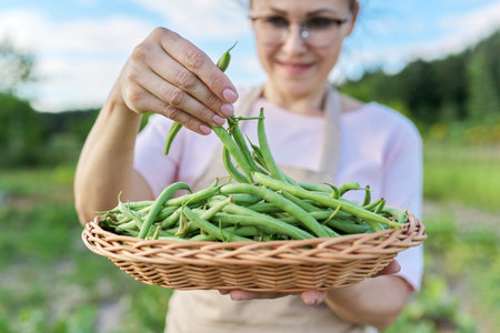 Close up of fresh plucked green string beans in basket in woman hands, vegetable garden in summer...