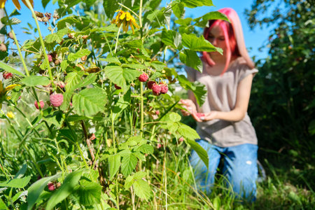 Young woman teenager picking ripe red raspberries from bush, healthy organic natural food, summer sunny garden background. Farming, agriculture, gardening concept.の写真素材